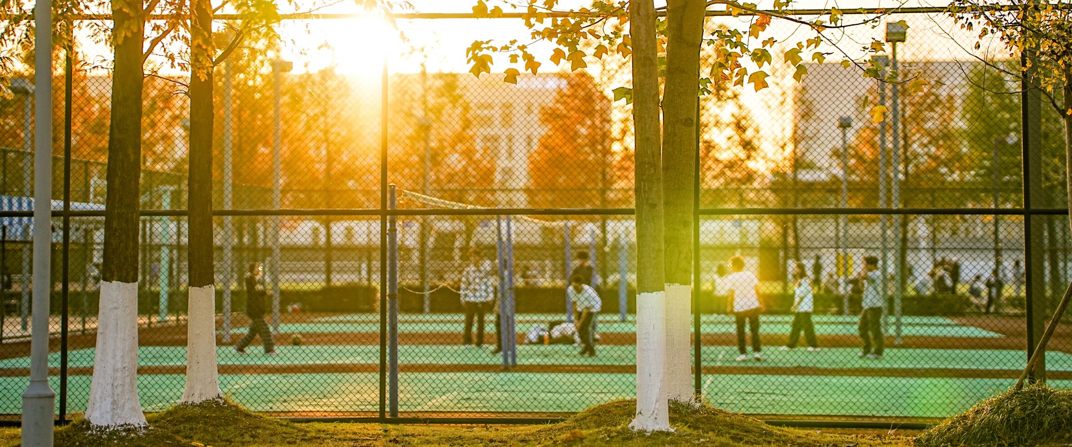 浙江科技大学校园草地和林木景观